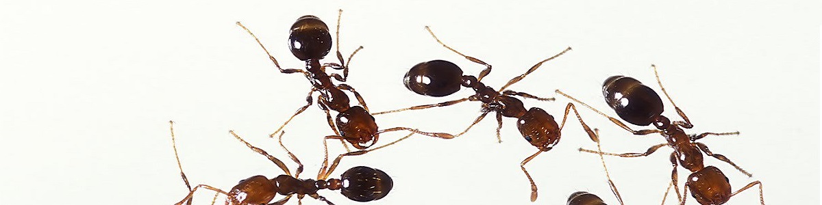 Resultado de imagen de las hormigas bernard werber